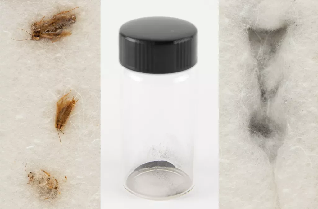 Cockroach carcasses and the Apollo 11 moon dust extracted from their stomachs