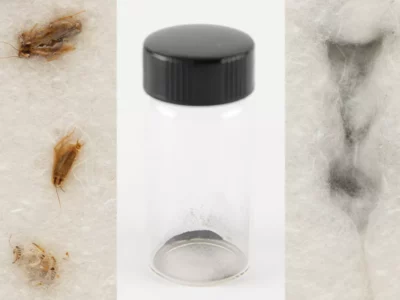 Cockroach carcasses and the Apollo 11 moon dust extracted from their stomachs