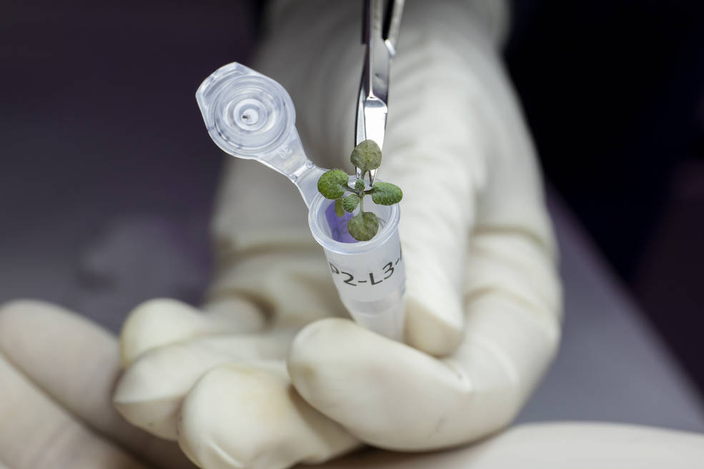 Arabidopsis plants, commonly known as shale cress, sprout from lunar soil.