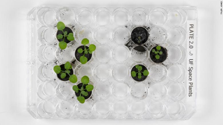 By day 16, there were clear physical differences between plants grown in volcanic ash (left) and those grown in lunar soil (right).