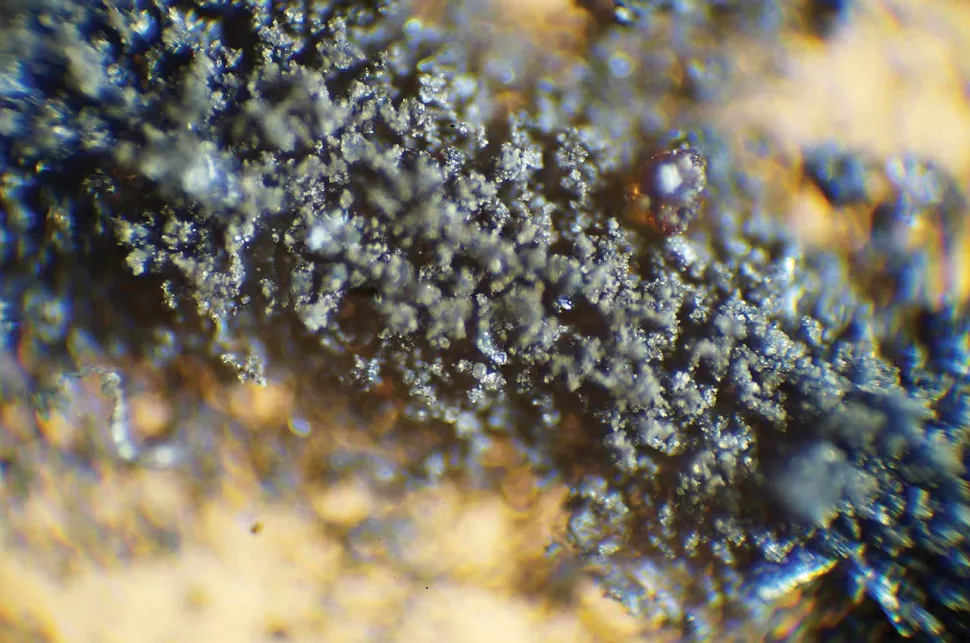 Magnified view of cockroach chyme containing the moon dust