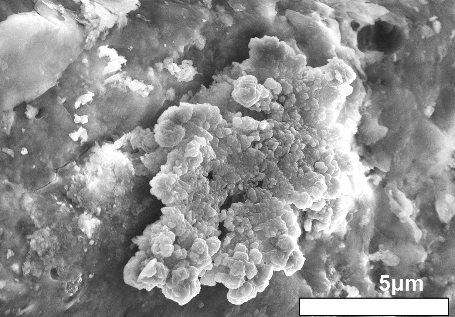 Epicoral crystals found on the surface of the Ryugu sample (electron microscope image). Ultrafine, thin crystals grow in stacks