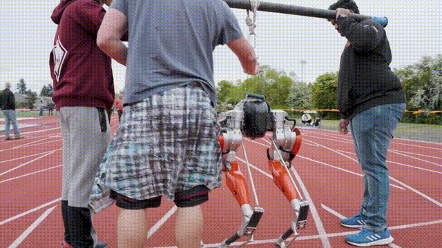 Like human athletes, Cassie has her own unique starting position – having two big men hang on poles